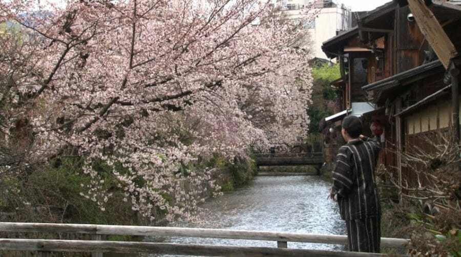 京都の桜