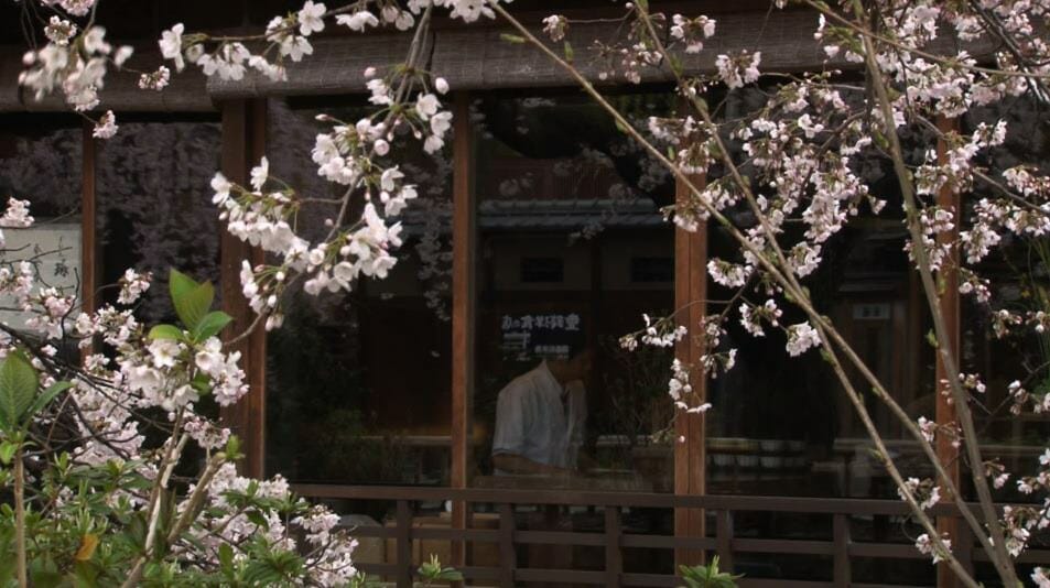 京都の桜