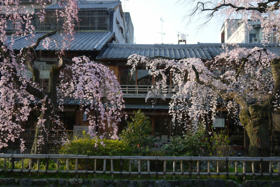 京都の桜