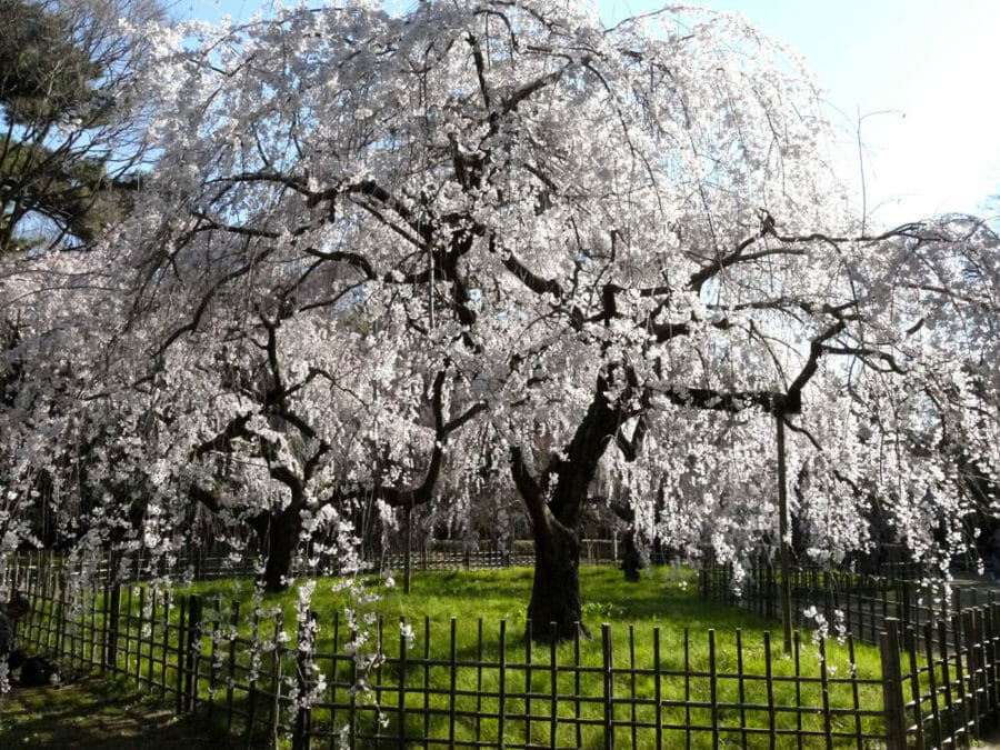 京都の桜