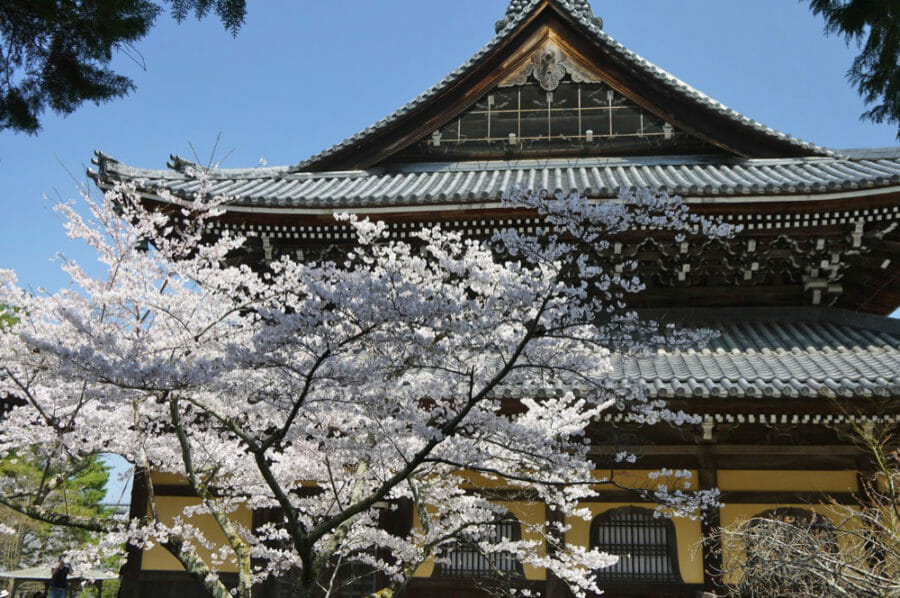 京都の桜