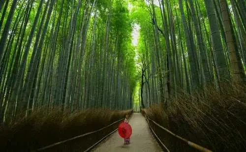 Bamboo forest path