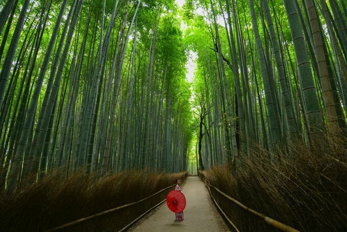 着物姿で竹林の小径は外せない