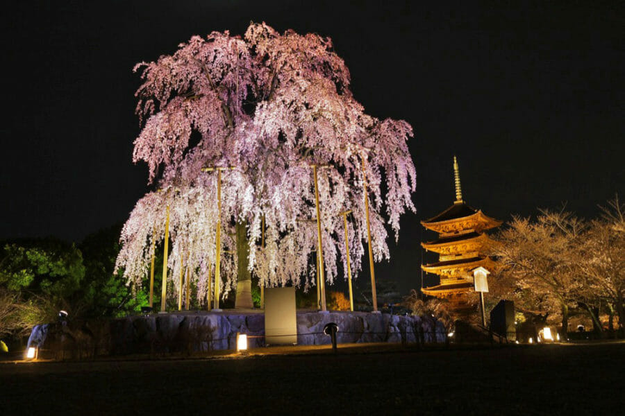 春の清水寺