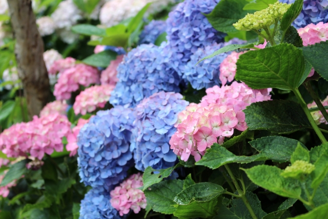 京都の祇園で浴衣レンタルなら梨花和服！おすすめプラン紹介