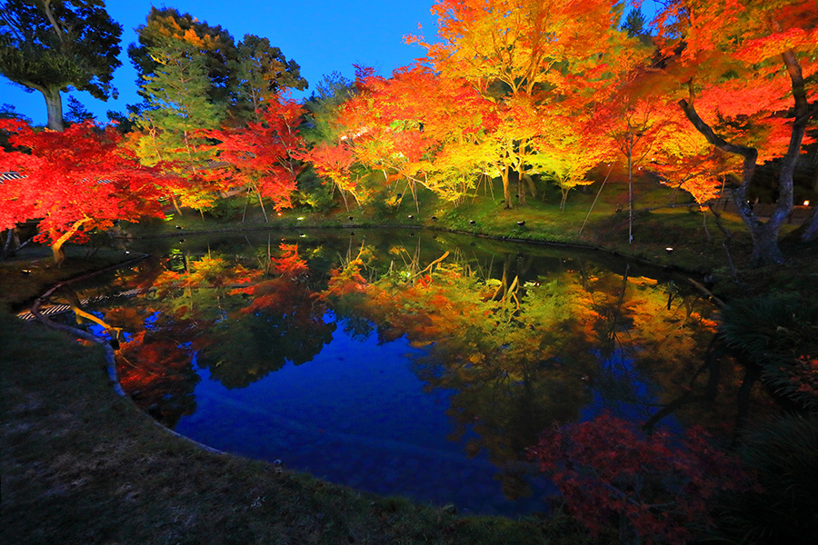 高台寺の紅葉ライトアップを堪能