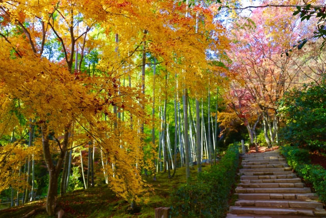 紅葉シーズンの嵐山で失敗しない着物散策をするポイント